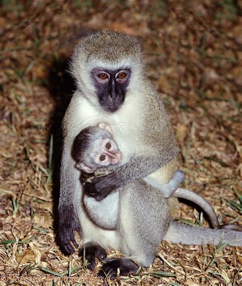 Vervet Monkey with baby photo WP03914