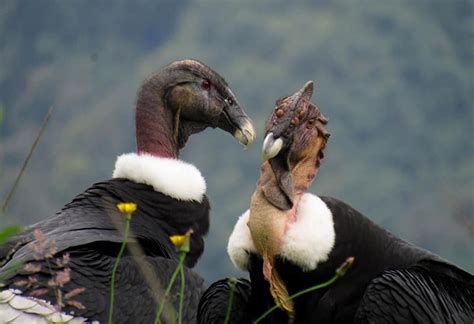 Little Known Facts About the Andean Condor - Avian Report