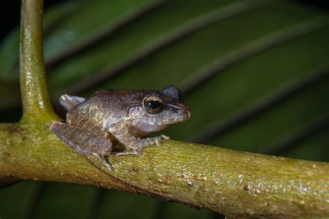 Rain Frog | Sean Crane Photography