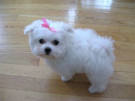 Cute Puppy Dogs: Maltese puppies