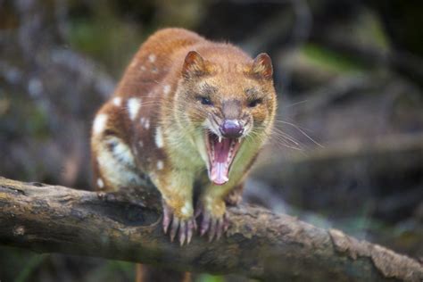 Spotted Quoll | Katie Darby | Flickr