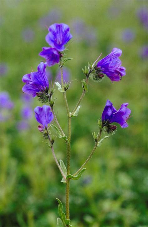 flower-stem – Connecting Country