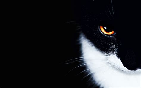 Cat Eyes Wallpaper - WallpaperSafari