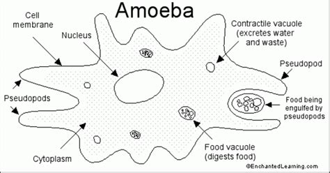 Biology - Diagram of Paramecium and Amoeba with their Functions