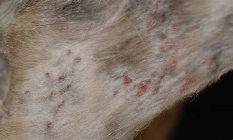 Skin Disease in Cats: It Isn’t Always What It Seems | Clinician's Brief