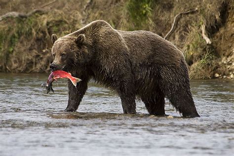 Alaska Wildlife Photos