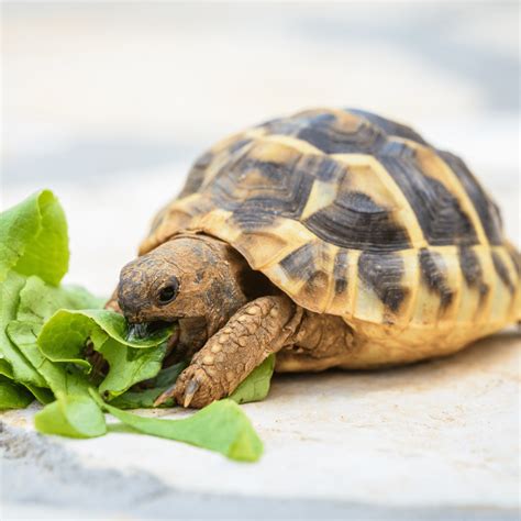 What Is The Perfect Pet Turtle?