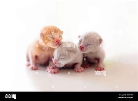 Baby cat. Newborn kitten playing. Domestic animal. Home pet. Young cats ...