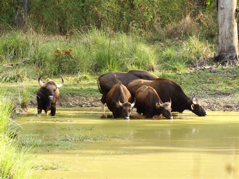 Gaur | Pugdundee Safaris blog