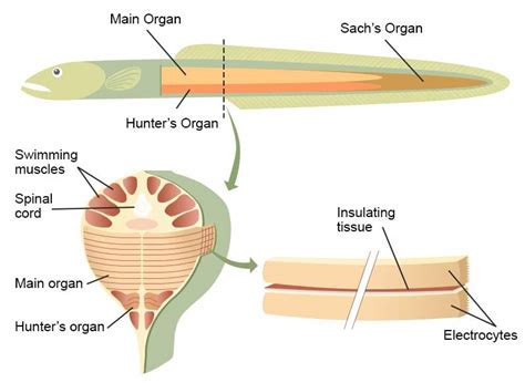 Electric Eel Electric Organ