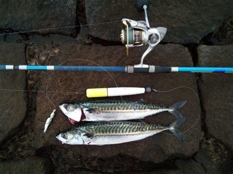 Mackerel fishing - 5 ways to catch mackerel - Canny Angler