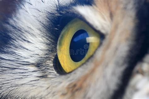 Owl eye stock image. Image of bird, wildlife, detail - 47413937