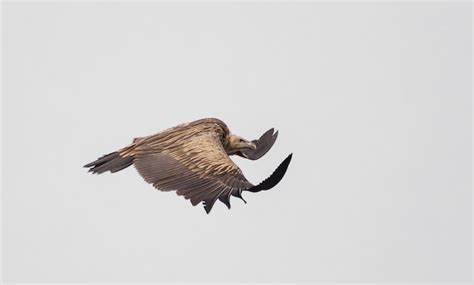 Premium Photo | Himalayan griffon vulture gyps himalayensis flying in sky