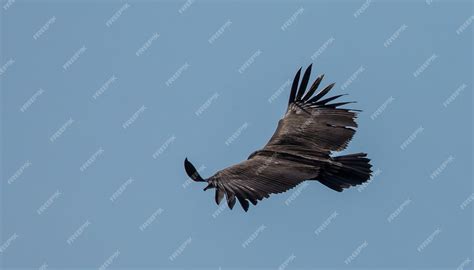 Premium Photo | Himalayan griffon vulture gyps himalayensis flying in sky