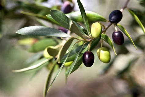 Olive Trees - How To Grow, Care For, And Harvest Olives