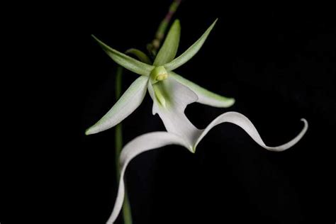 Ghost Orchid Information And Facts