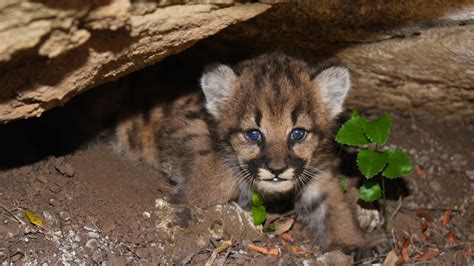 Researchers Discover Litter of Four Mountain Lion Kittens, All Female ...