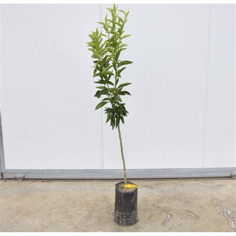 Sale Clementine Tree - Citrus Trees OnLine