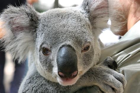 Koala Fingerprints are Nearly Indistinguishable from Human’s | Broken ...