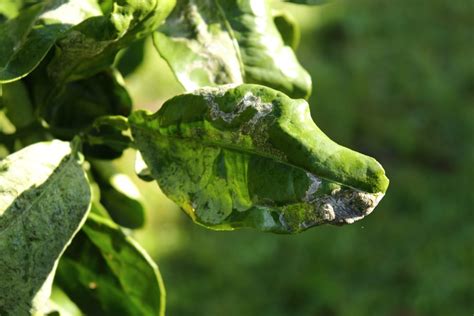 Lemon Tree Leaves Curling » Top Diagnostic Tips