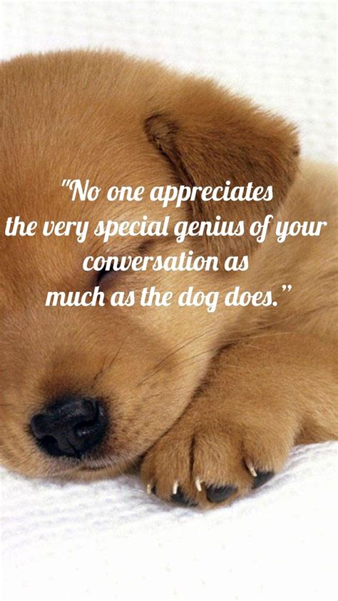 Top best inspirational dog quotes that will melt your heart – Artofit