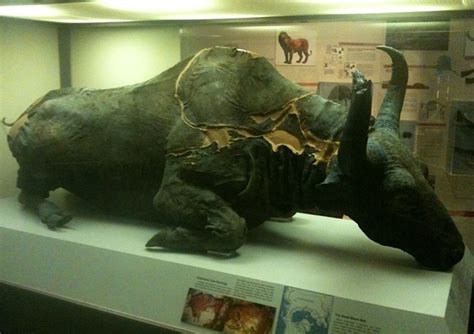 Museum photos: Mummified Ice-Age bison - Boing Boing