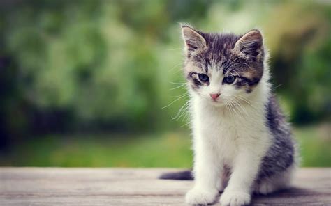 Cute Kitten Wallpapers ·① WallpaperTag