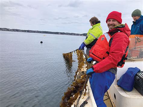 The problem solvers: Seaweed farming challenges - Aquaculture North ...