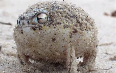 10 Desert Rain Frog Facts - Fact Animal