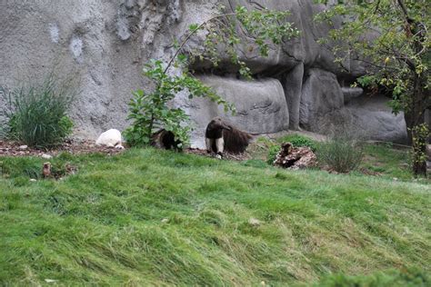 Detroit Zoo - Giant Anteater habitat - Summer, 2016 - ZooChat