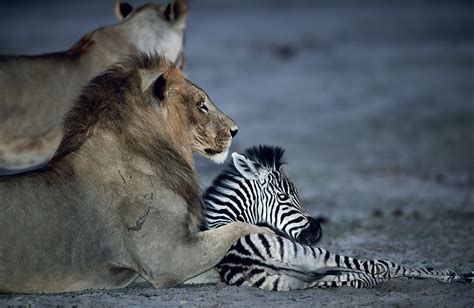 Stunning wildlife photos capture moments of surprising animal behaviour ...