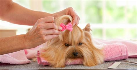 Island Dog Spa | Luxury for your dog.