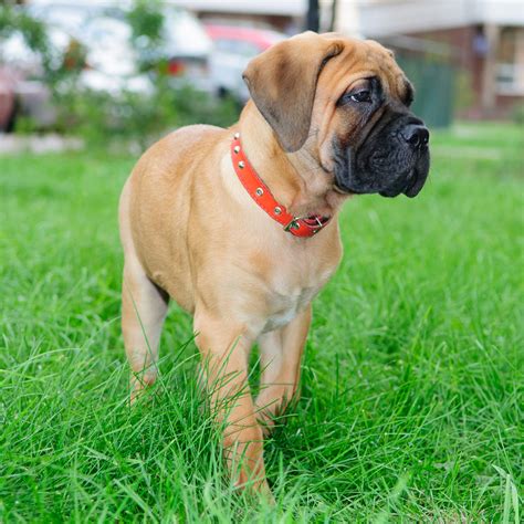 Bullmastiff Welpen