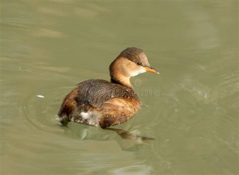 Little Grebe in Winter Plumage Floats in the Water. Stock Image - Image ...