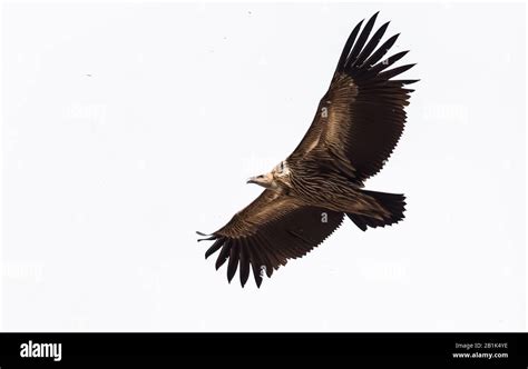 Himalayan griffon vulture (Gyps himalayensis) flying in sky Stock Photo ...