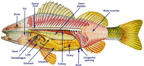 Internal Anatomy Of A Bony Fish - Anatomy Book