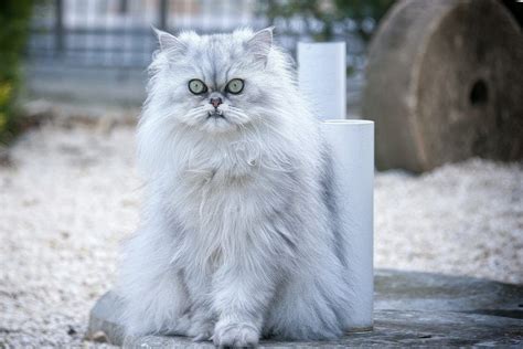 Why Do Persian Cats Look Angry? | Persian Cat Corner