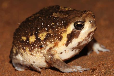 Bushveld Rain Frog Facts and Pictures