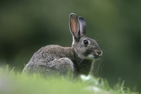 Smallest Rabbit Breed In The World