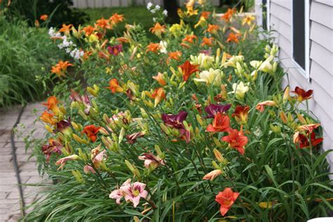 daylily garden | Daylily garden, Easy landscaping, Day lilies