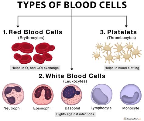 Red Blood Cell Diagram