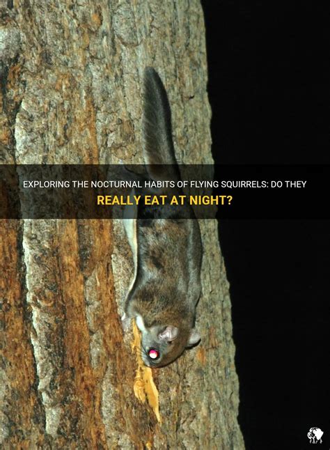 Exploring The Nocturnal Habits Of Flying Squirrels: Do They Really Eat ...