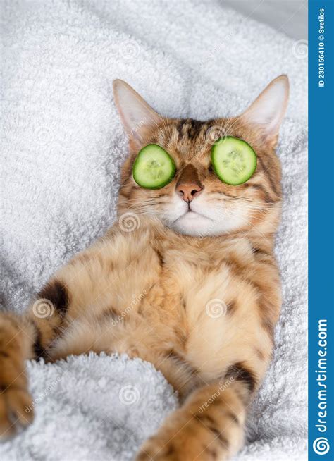 Funny Cat Relaxing at the Spa. Cat with a Piece of Cucumber in Front of ...