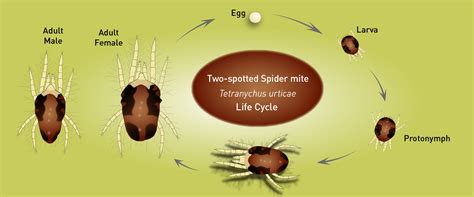 Two spotted spider mite life cycle - BioBee USA