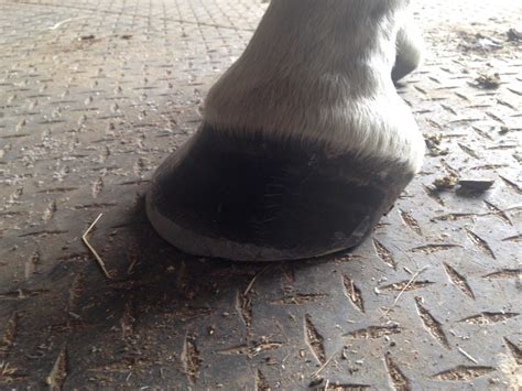 Why Barefoot Doesn’t Work for Horses