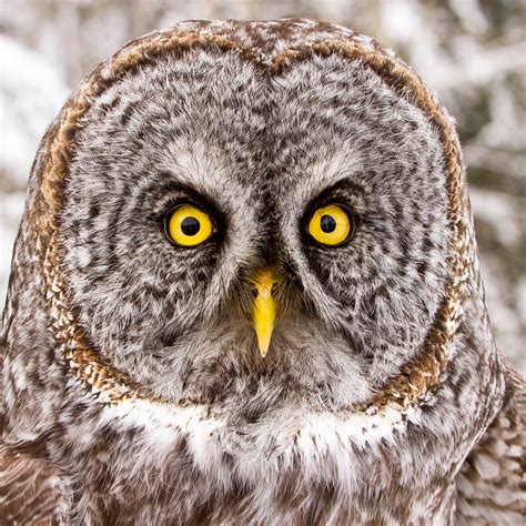 The Eyes of an Owl | BirdNote