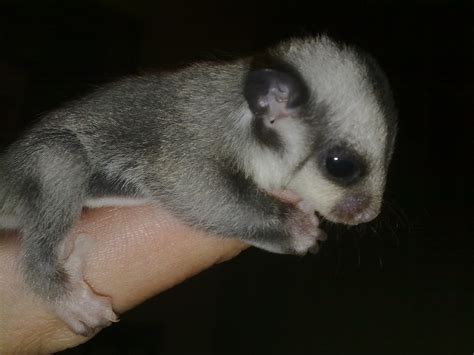 Sugar Glider South Africa