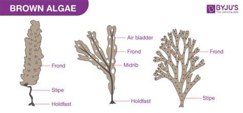 Brown Algae or Phaeophyceae: Characteristics, Examples and Economic ...