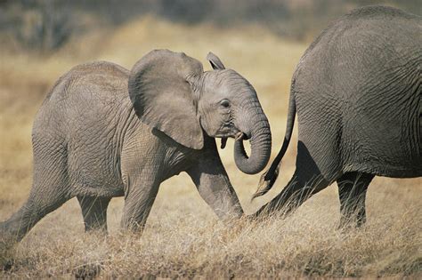 African Elephant Baby And Mother Photograph by Gerry Ellis - Pixels