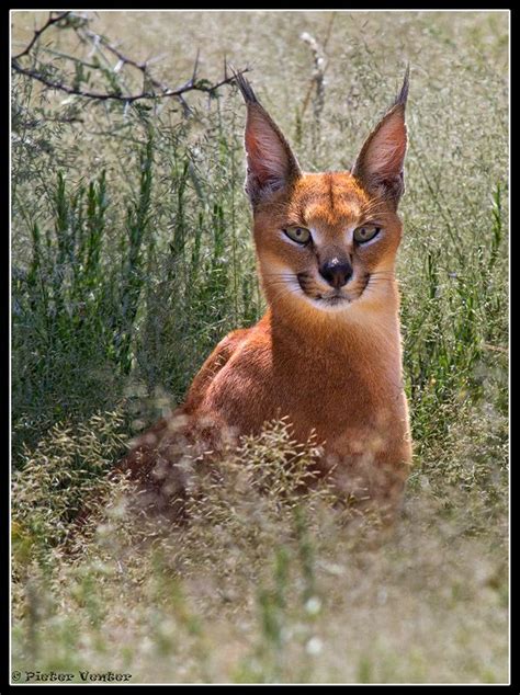 26 best Caracal Cats and Kittens Etc images on Pinterest | Caracal cat ...